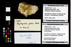 Foto (Objekt + Etikett) von Konidromites gibbus (Reuss 1858)  (NHMW-GEO-1990-0041-3157)
